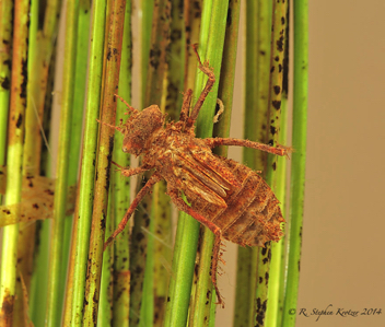 Helocordulia selysii, nymph